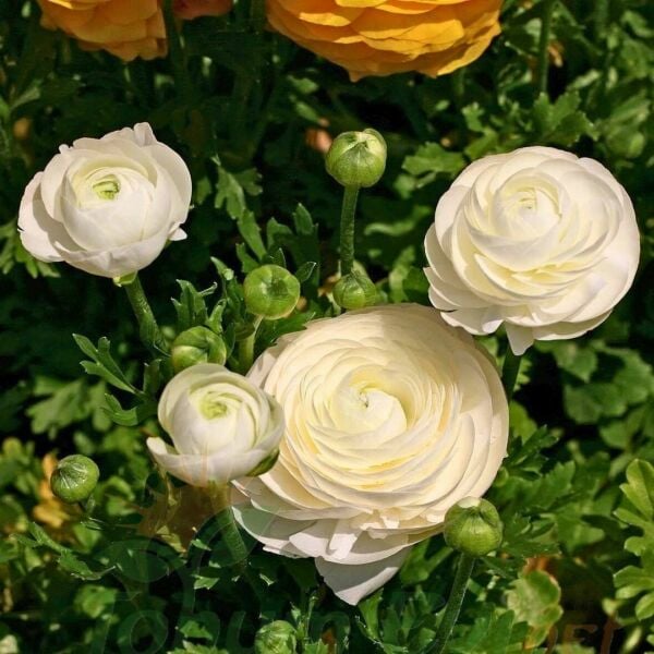 Beyaz Şakayık çiçeği Fidesi – Acem Düğün Çiçeği