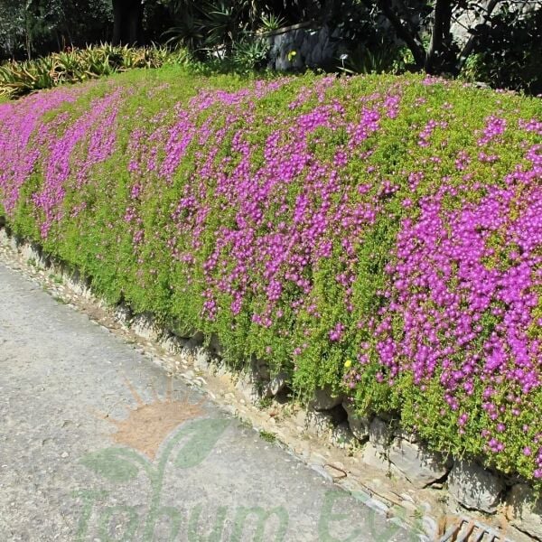 ﻿Acem halısı Fidesi - Drosanthemum floribundum