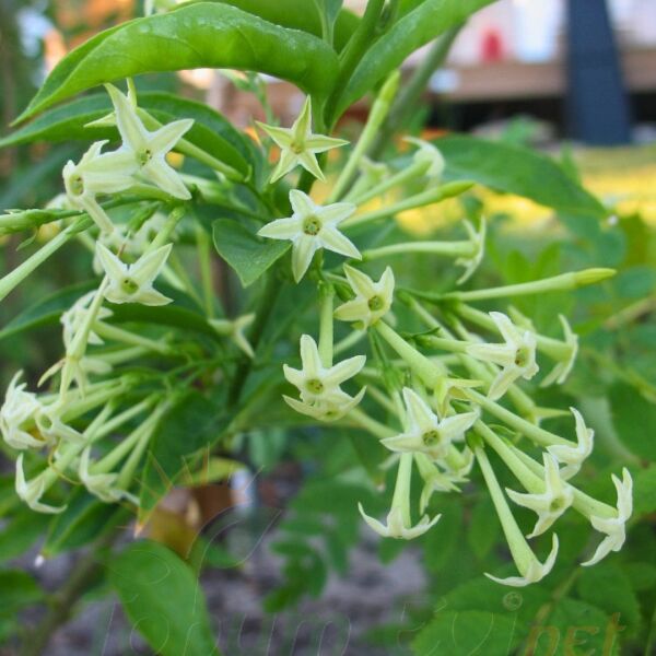 Melisa Parfüm Çiçeği Fidanı – Cestrum Nocturnum