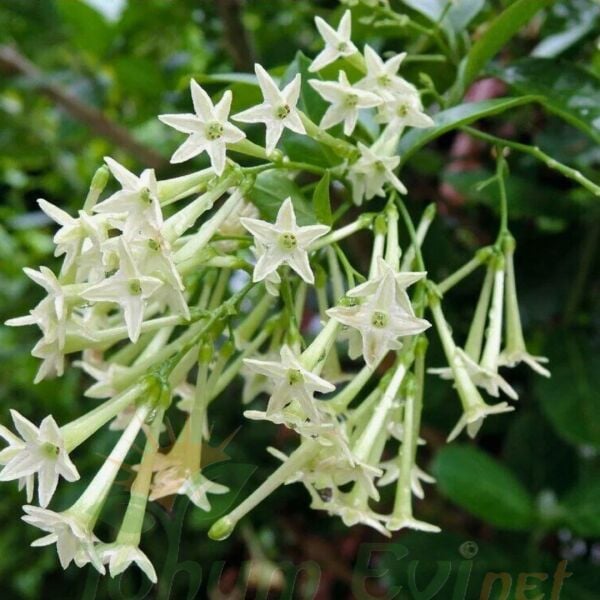 Melisa Parfüm Çiçeği Fidanı – Cestrum Nocturnum