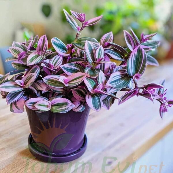 ﻿Telgraf Çiçeği Fidesi – Tradescantina Nanouk