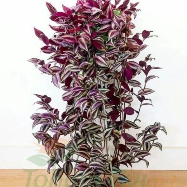 Telgraf Çiçeği Fidesi – Zebrina Bruckner