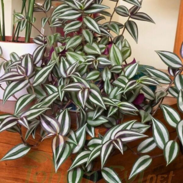 Telgraf Çiçeği Fidesi – Zebrina Bruckner