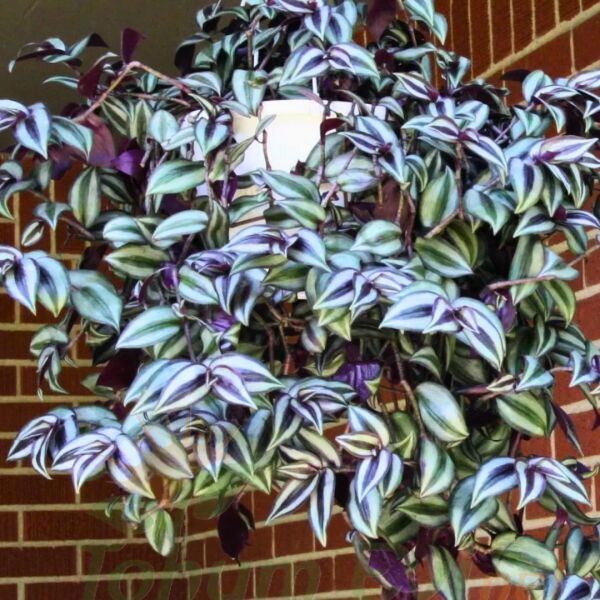 Telgraf Çiçeği Fidesi – Zebrina Bruckner