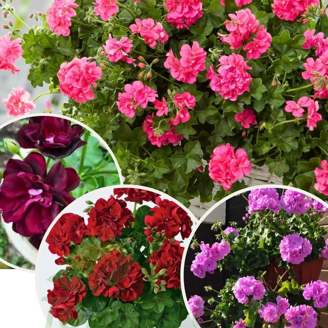 Sarkan Sakız Sardunya Fidesi – Palergonium Peltatum