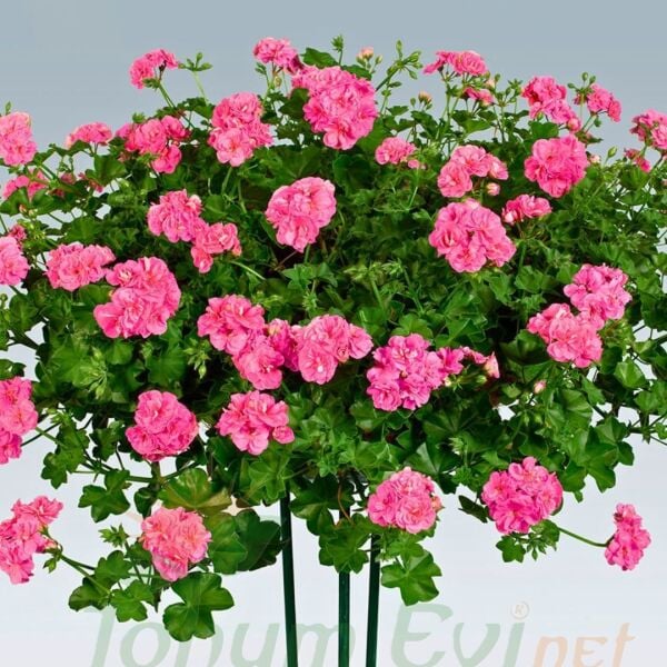 Sarkan Sakız Sardunya Fidesi – Palergonium Peltatum