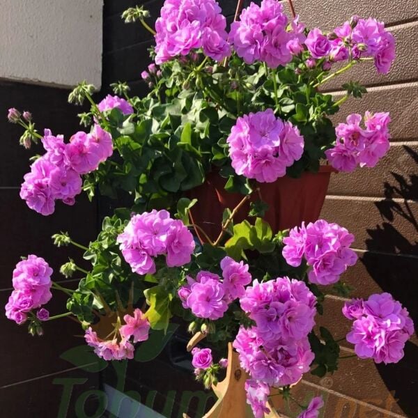 Sarkan Sakız Sardunya Fidesi – Palergonium Peltatum