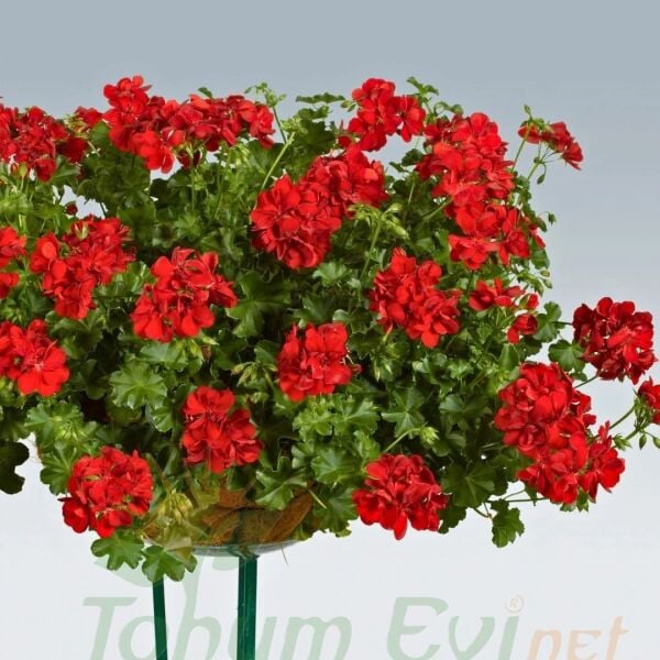 Sarkan Sakız Sardunya Fidesi – Palergonium Peltatum