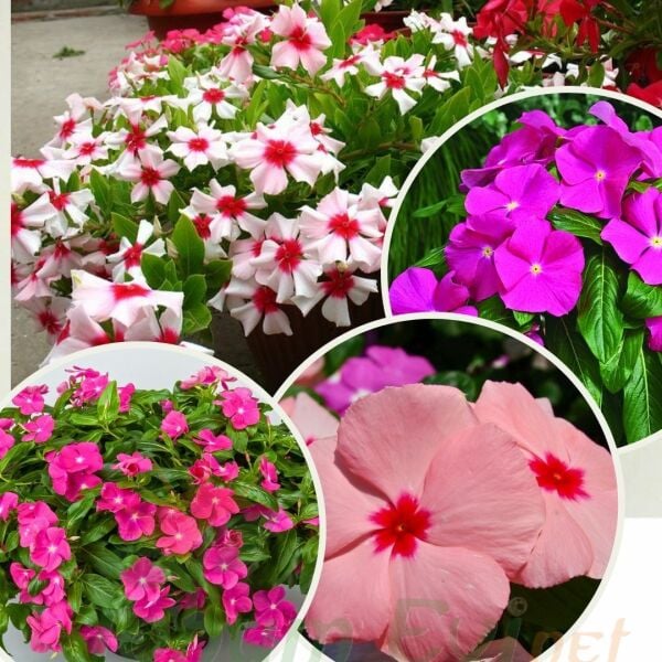 Sarkan Vinca Rozet Çiceği Fidesi - Catharanthus Roseus