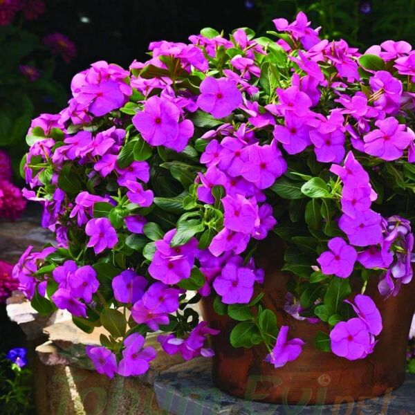 Sarkan Vinca Rozet Çiceği Fidesi - Catharanthus Roseus