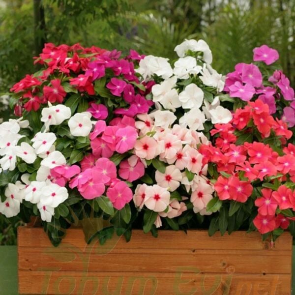 Sarkan Vinca Rozet Çiceği Fidesi - Catharanthus Roseus