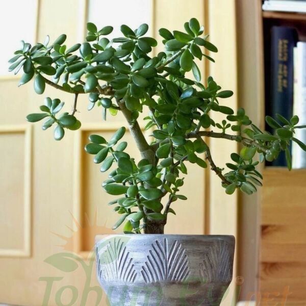 Para Çiçeği Fidesi -Bereket Çiçeği - Crassula Ovata