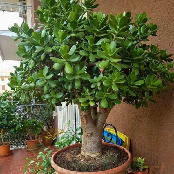 Para Çiçeği Fidesi -Bereket Çiçeği - Crassula Ovata