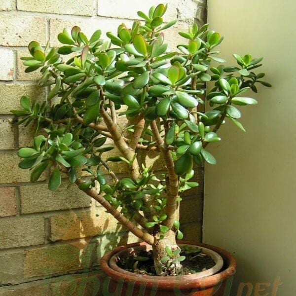 Para Çiçeği Fidesi -Bereket Çiçeği - Crassula Ovata