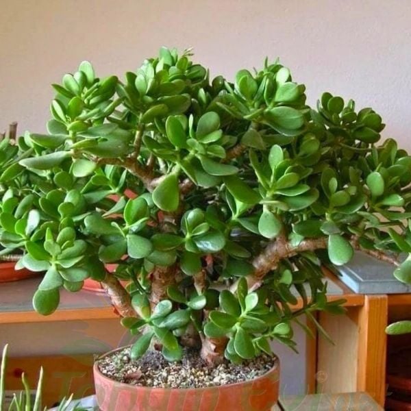 Para Çiçeği Fidesi -Bereket Çiçeği - Crassula Ovata