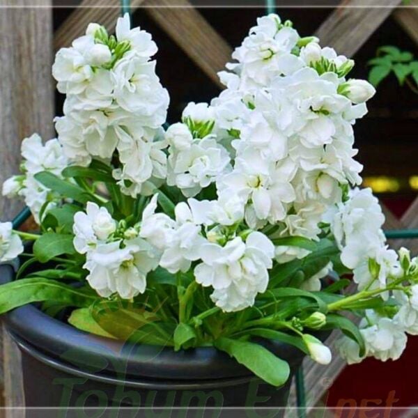 ﻿Şebboy Çiçeği Fidesi Kokulu Beyaz - Matthiola Incana