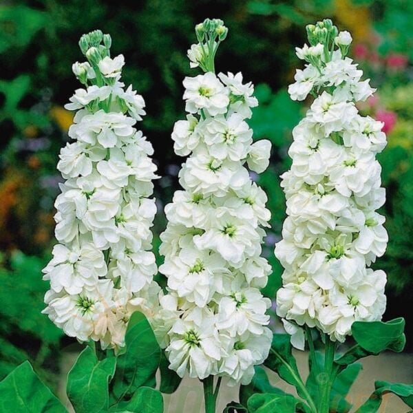 ﻿Şebboy Çiçeği Fidesi Kokulu Beyaz - Matthiola Incana