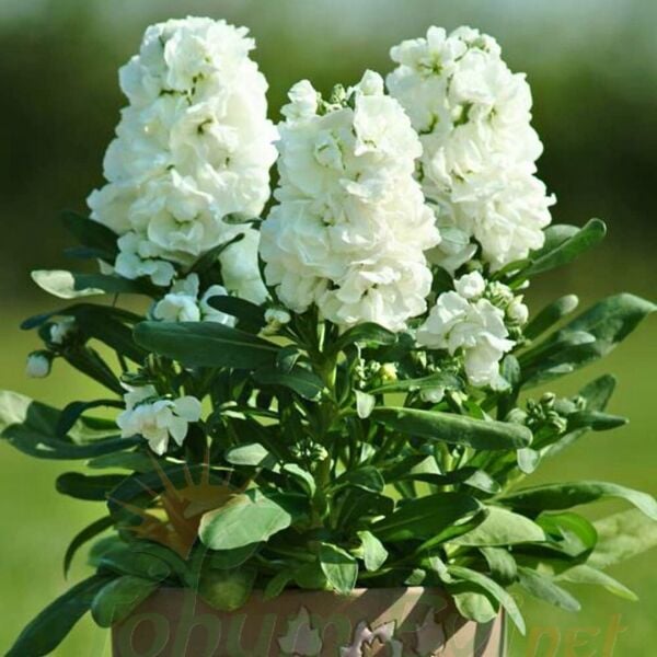 ﻿Şebboy Çiçeği Fidesi Kokulu Beyaz - Matthiola Incana