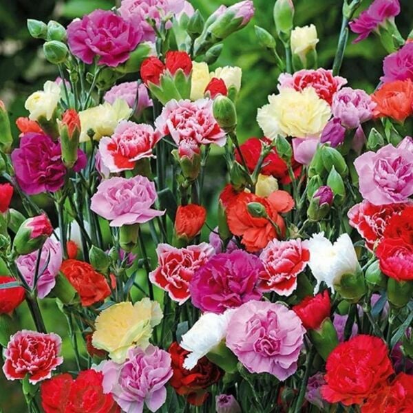 Karanfil Dainthus Caryophyllus – Bahçe Karanfili Fidesi