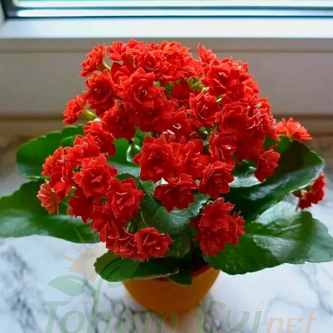 Kalanşo Çiçeği Fidesi Kırmızı – Kalanchoe