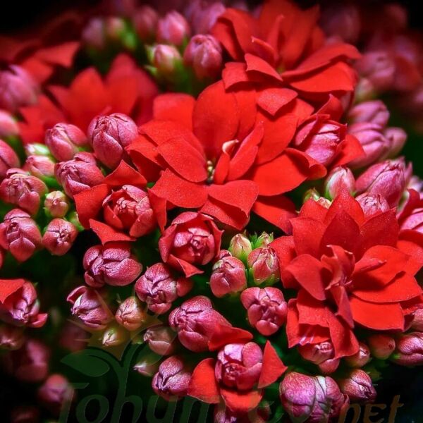 Kalanşo Çiçeği Fidesi Kırmızı – Kalanchoe