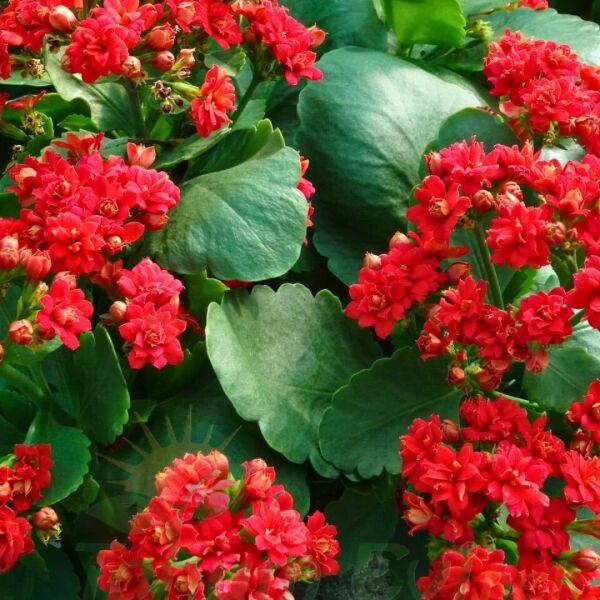 Kalanşo Çiçeği Fidesi Kırmızı – Kalanchoe