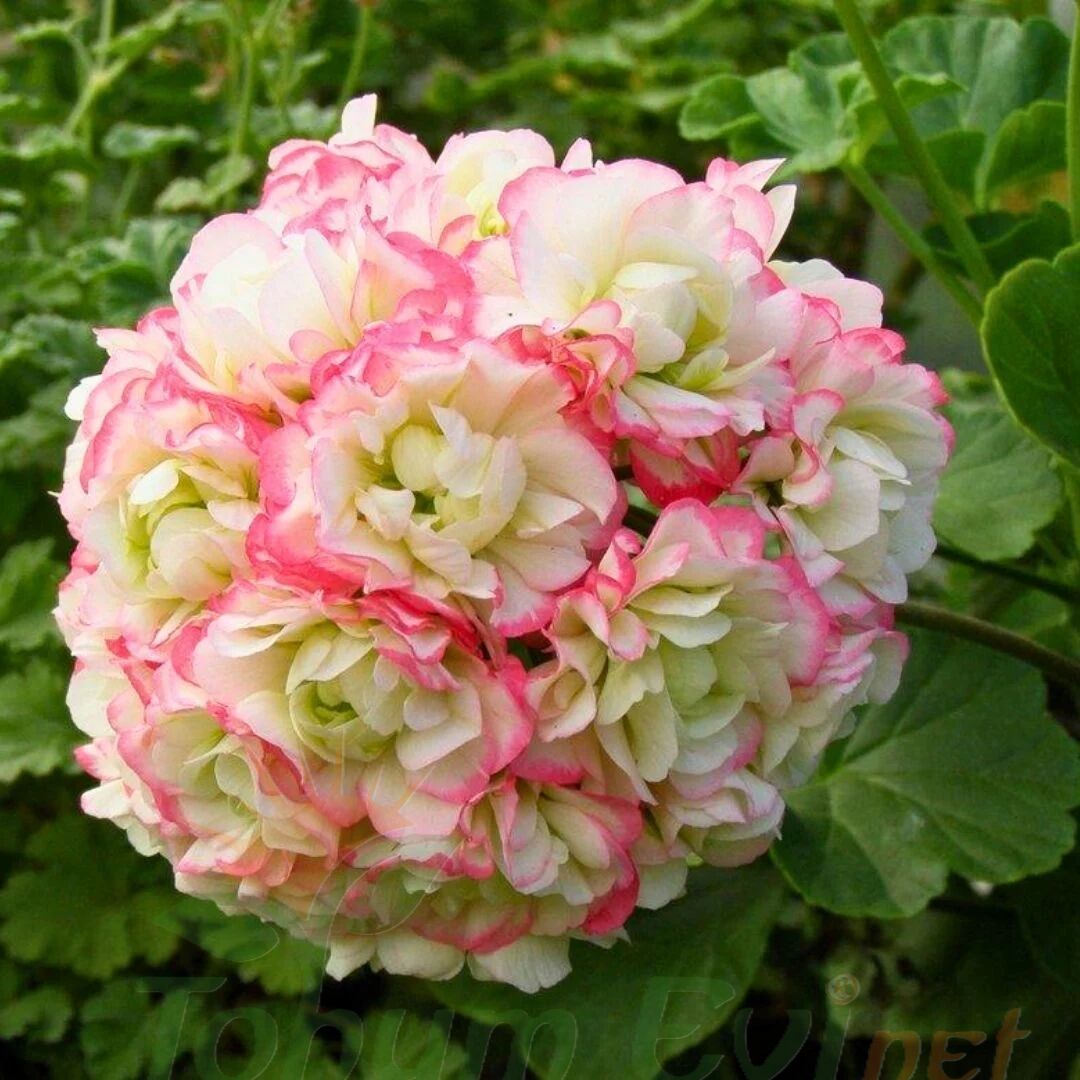 Gül Sardunya Çiçeği Fidesi – Appleblossom