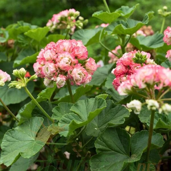 Gül Sardunya Çiçeği Fidesi – Appleblossom