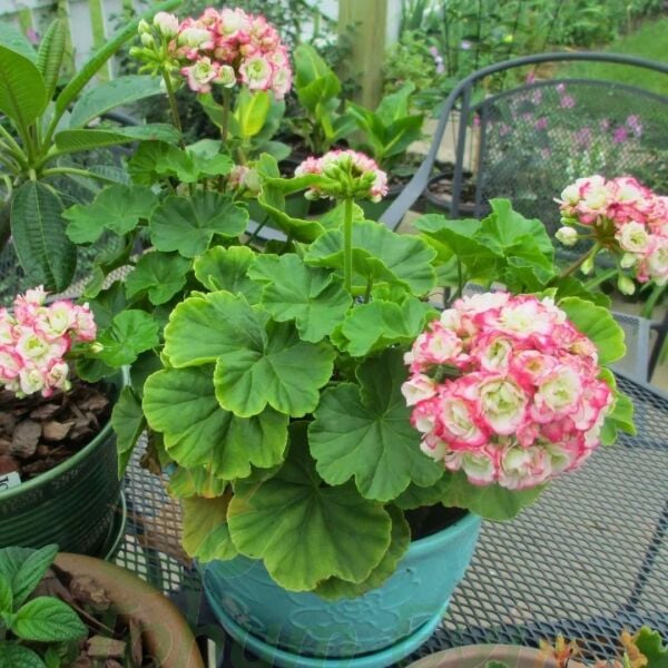 Gül Sardunya Çiçeği Fidesi – Appleblossom