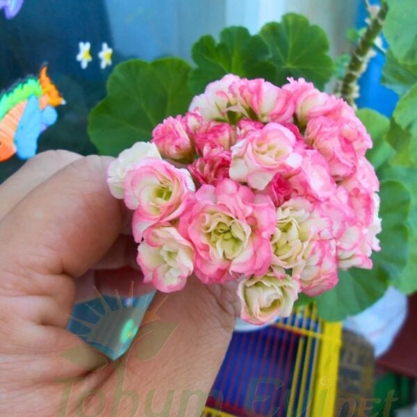 Gül Sardunya Çiçeği Fidesi – Appleblossom