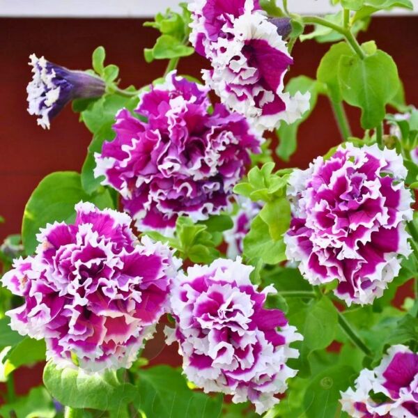 Petunya Tumbelina Fidesi Mor Ebruli - Katlı Kokulu Sarkan