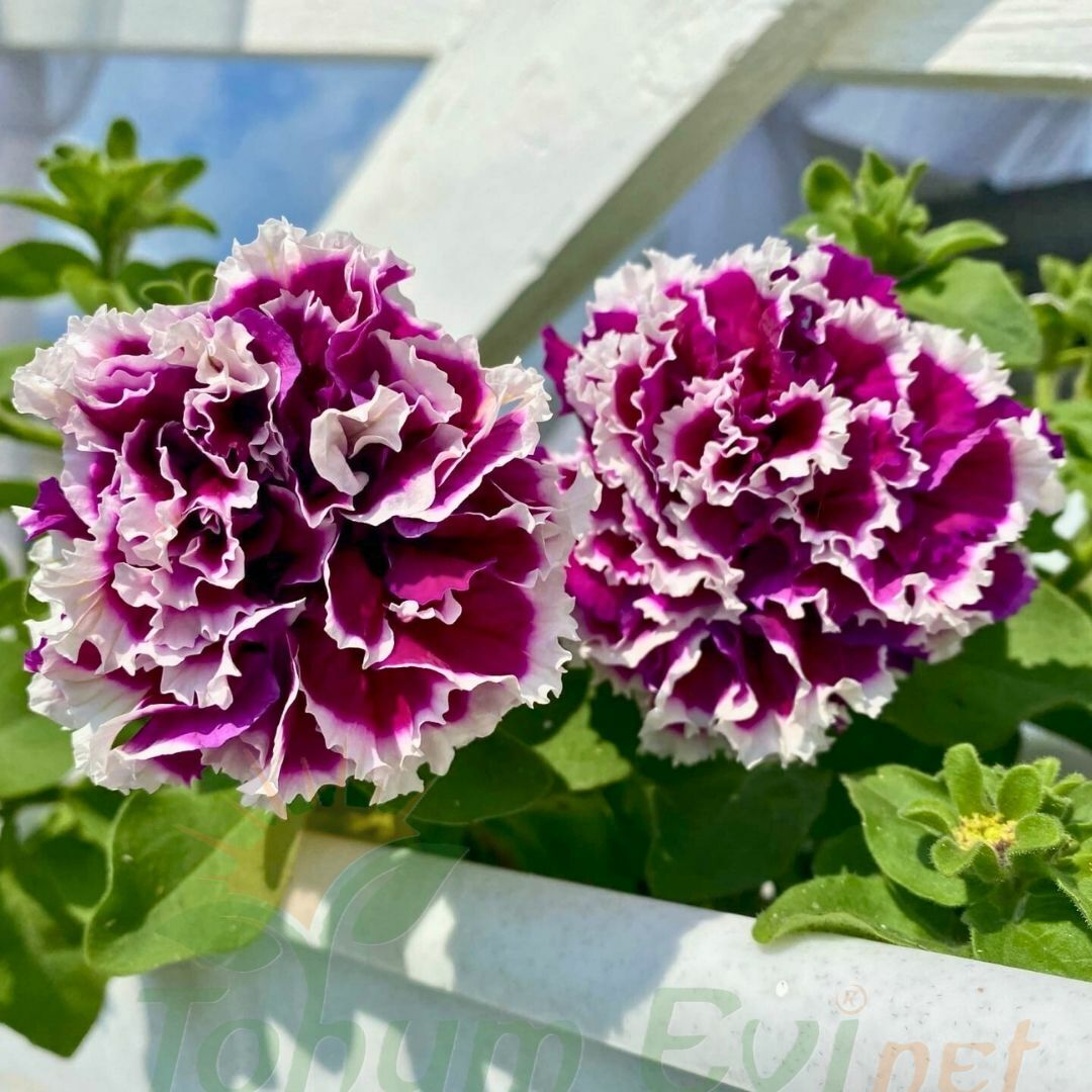 Petunya Tumbelina Fidesi Mor Ebruli - Katlı Kokulu Sarkan