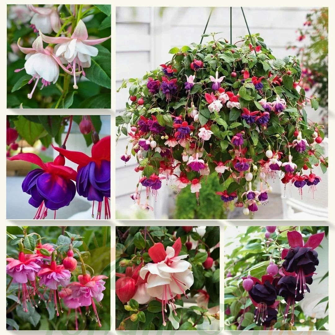 ﻿Küpe Çiçeği Fidesi – Fuchsia