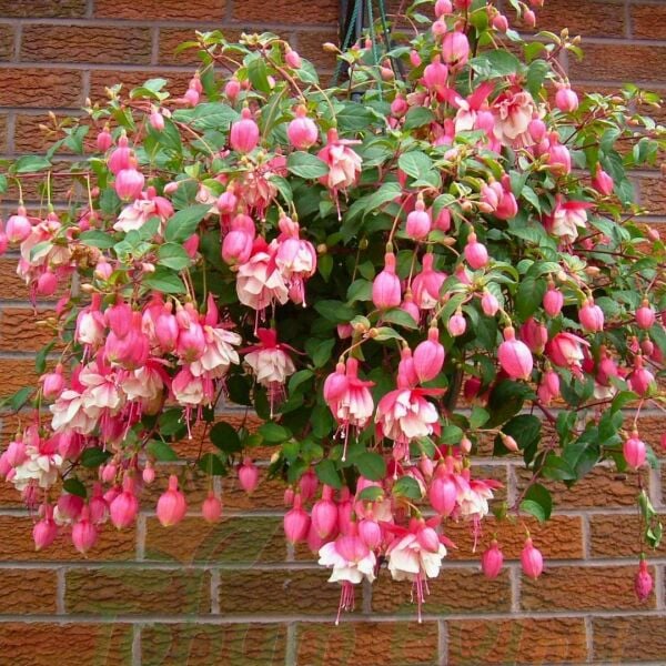 ﻿Küpe Çiçeği Fidesi – Fuchsia