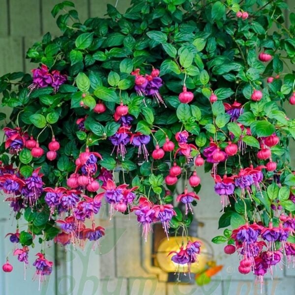 ﻿Küpe Çiçeği Fidesi – Fuchsia