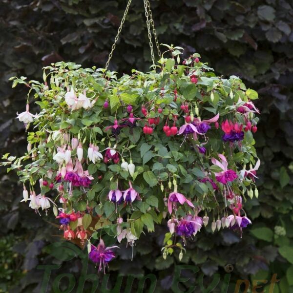 ﻿Küpe Çiçeği Fidesi – Fuchsia