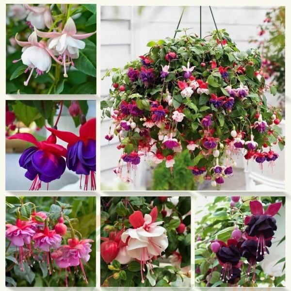 ﻿Küpe Çiçeği Fidesi – Fuchsia