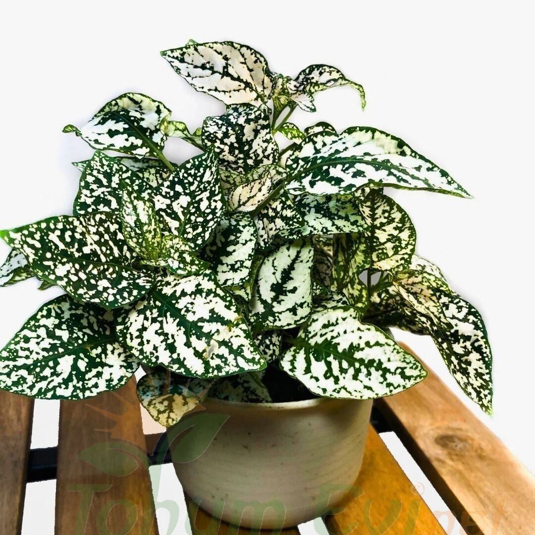 Hostes Çiçeği Fidesi Yeşil - Hypoestes phyllostachya