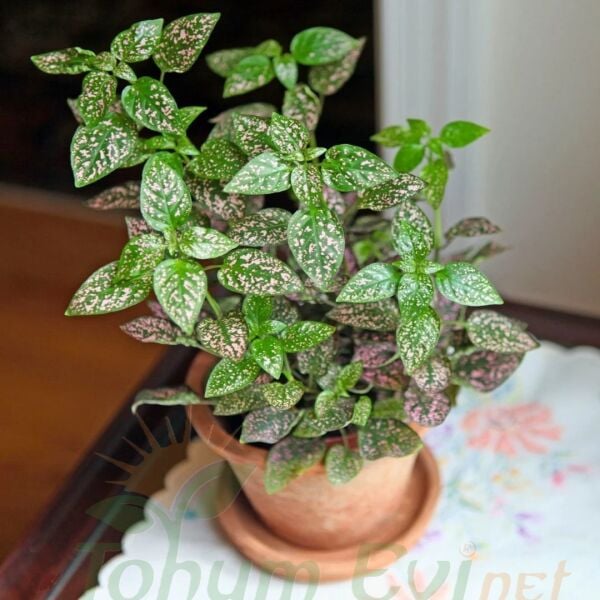 Hostes Çiçeği Fidesi Yeşil - Hypoestes phyllostachya