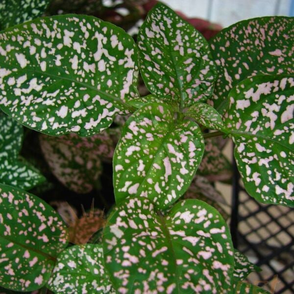 Hostes Çiçeği Fidesi Yeşil - Hypoestes phyllostachya