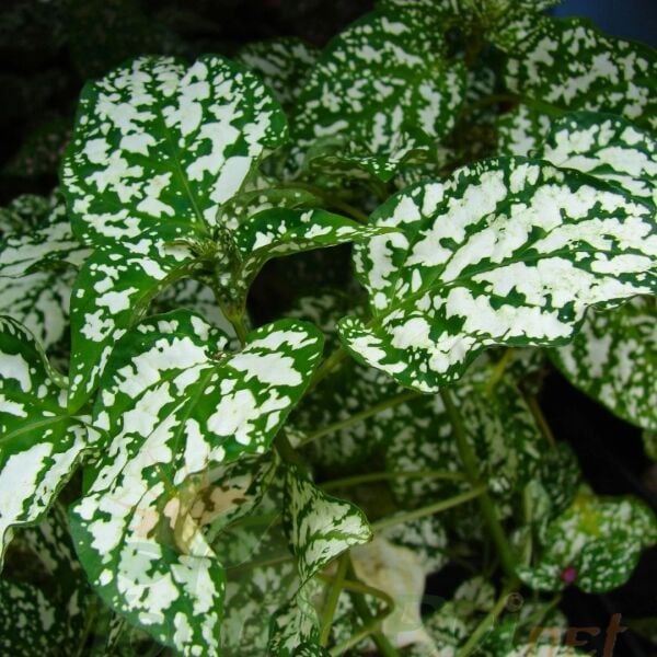 Hostes Çiçeği Fidesi Yeşil - Hypoestes phyllostachya