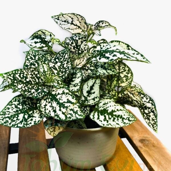 Hostes Çiçeği Fidesi Yeşil - Hypoestes phyllostachya