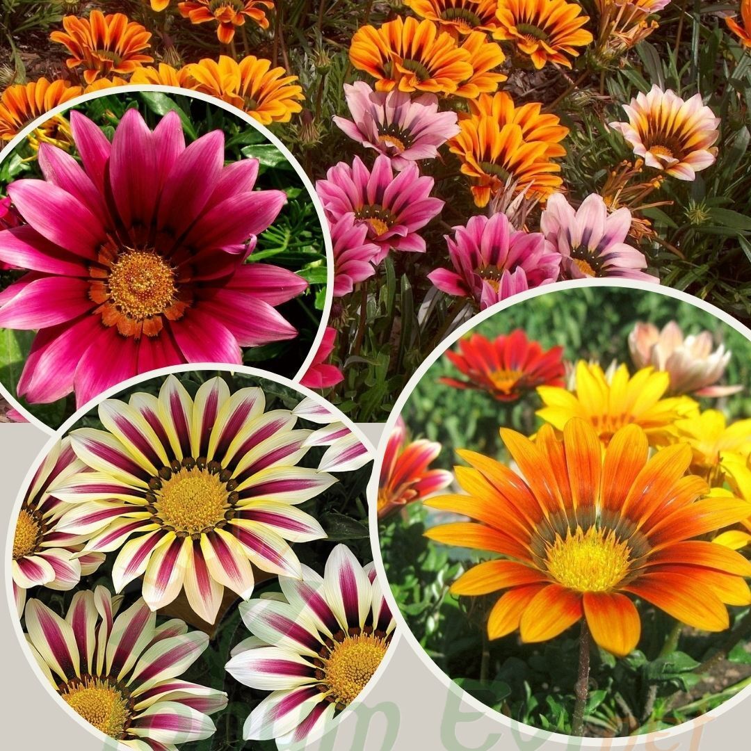 Gazanya Çiçeği Fidesi - Gazania – Koyun Gözü
