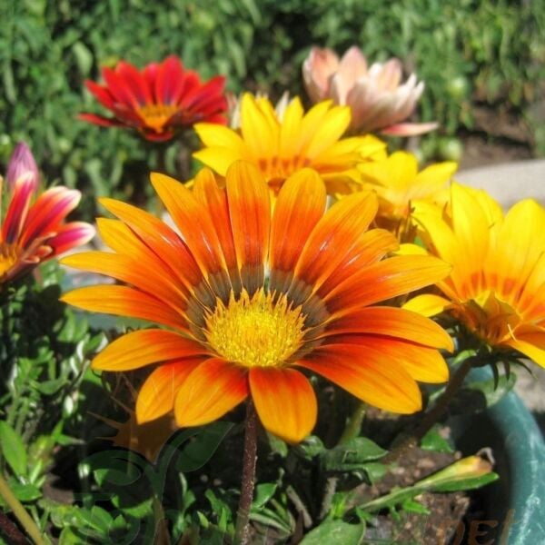 Gazanya Çiçeği Fidesi - Gazania – Koyun Gözü