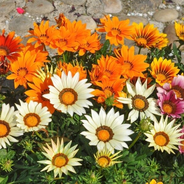 Gazanya Çiçeği Fidesi - Gazania – Koyun Gözü