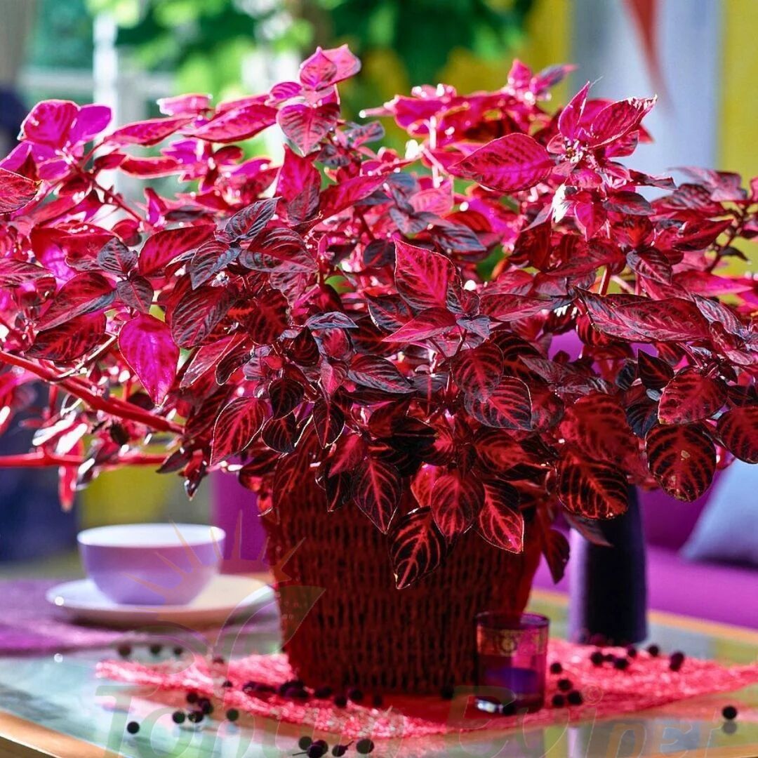 Çingene Şalvarı Fidesi – İresine Herbtis