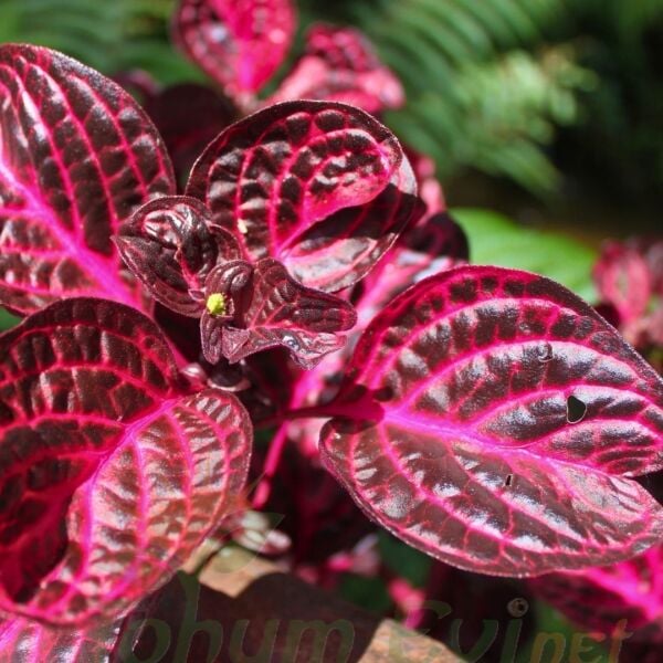 Çingene Şalvarı Fidesi – İresine Herbtis