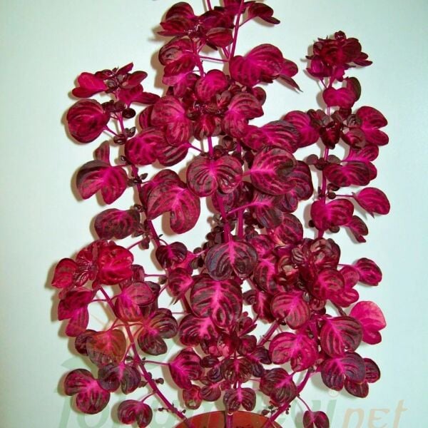 Çingene Şalvarı Fidesi – İresine Herbtis