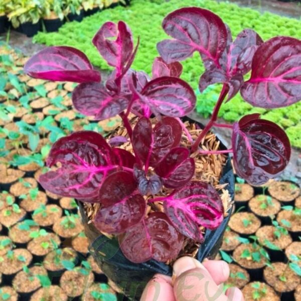 Çingene Şalvarı Fidesi – İresine Herbtis