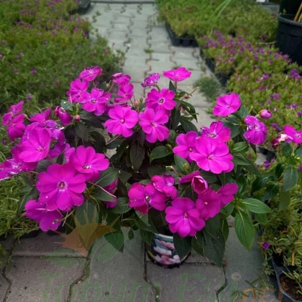 Cam Güzeli Çiçeği Fuşya – Impatiens New Guinea
